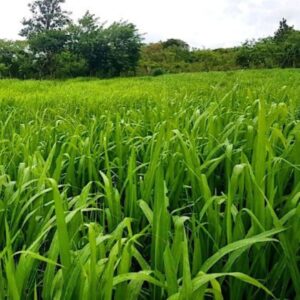 Brachiaria Brizantha Marandú x kg
